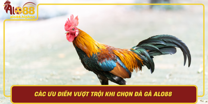 Các Ưu Điểm Vượt Trội Khi Chọn Đá Gà Alo88