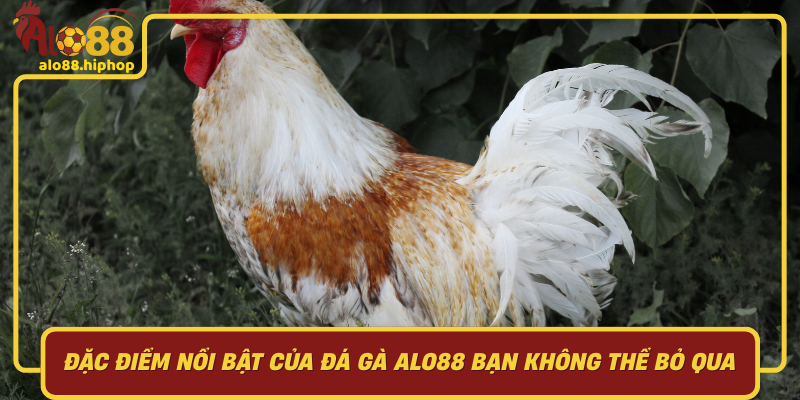 Đặc Điểm Nổi Bật Của Đá Gà Alo88 Bạn Không Thể Bỏ Qua